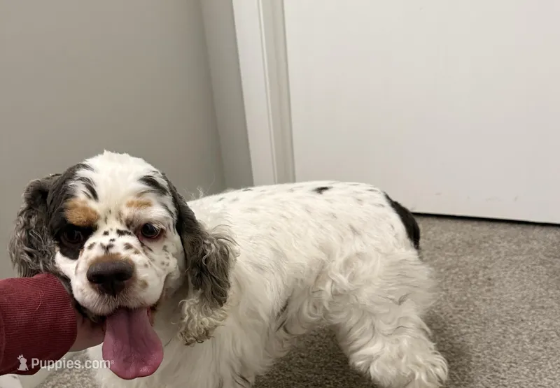 AKC reg Young Adult – Cocker Spaniel puppy for sale in Peoria, IL