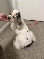 AKC reg Young Adult, a female Cocker Spaniel for sale in Peoria, IL – Photo 2 of 3