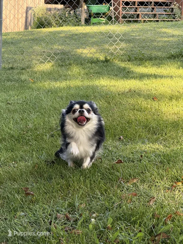 AKC Oliver – Chihuahua puppy for sale in Peoria, IL