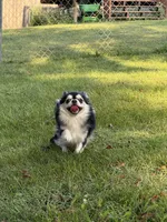 AKC Oliver, a male Chihuahua for sale in Peoria, IL – 1 of 5