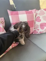 American Cocker Spaniel Puppy, a male Cocker Spaniel for sale in Peoria, IL – Photo 2 of 5