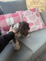 American Cocker Spaniel Puppy, a male Cocker Spaniel for sale in Peoria, IL – Photo 4 of 5