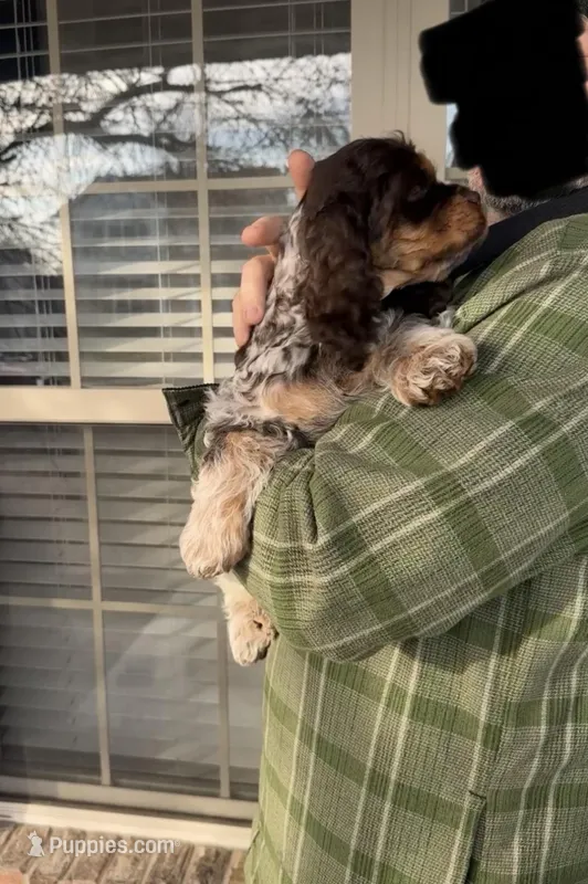 American Cocker Spaniel Puppy, a male Cocker Spaniel for sale in Peoria, IL – Photo 1 of 5