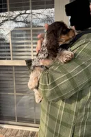 American Cocker Spaniel Puppy, a male Cocker Spaniel for sale in Peoria, IL – Photo 1 of 5