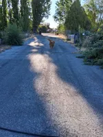 Milo, a male German Shepherd Dog and Golden Retriever for sale in Wapato, WA – 5 of 10