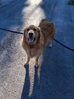Milo, a male German Shepherd Dog and Golden Retriever for sale in Wapato, WA – 9 of 10