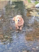 Milo, a male German Shepherd Dog and Golden Retriever for sale in Wapato, WA – 3 of 10