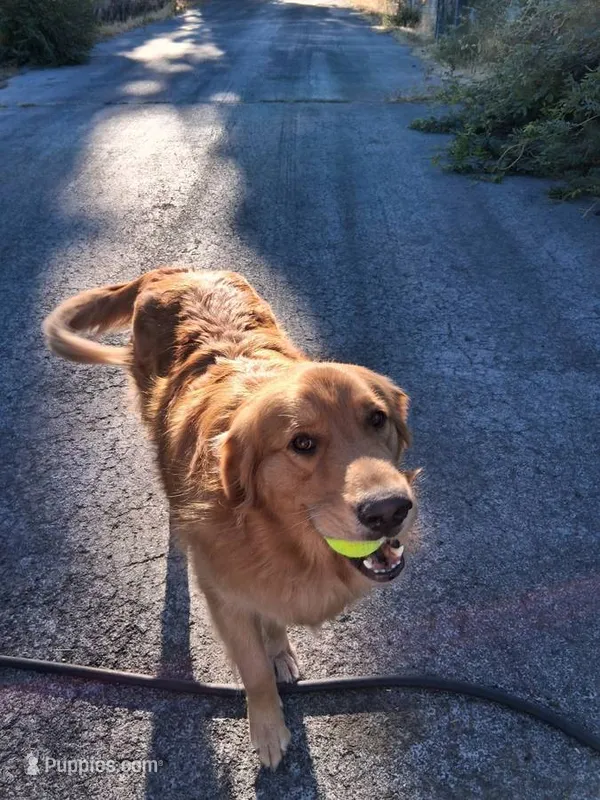 Milo – German Shepherd Dog, Golden Retriever puppy for sale in Wapato, WA