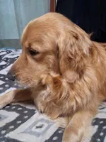 Milo, a male German Shepherd Dog and Golden Retriever for sale in Wapato, WA – 2 of 10