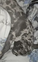 Luna, a female French Bulldog for sale in Fairfield, IA – 4 of 5