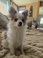 Mini, a female Chihuahua and Pomeranian for sale in Fairfield, IA – 2 of 4
