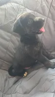 Willow , a female Catahoula Leopard Dog and Labrador Retriever for sale in Fairfield, IA – 3 of 5