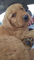 Sweets, a male Golden Mountain Dog for sale in Fairfield, IA – 6 of 6