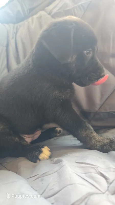 Willow  – Catahoula Leopard Dog, Labrador Retriever puppy for sale in Fairfield, IA