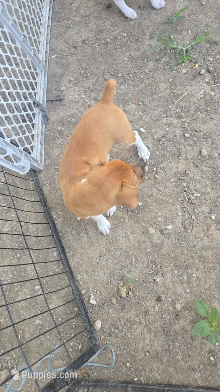 Rat Terrier  – Rat Terrier puppy for sale in Fairfield, IA