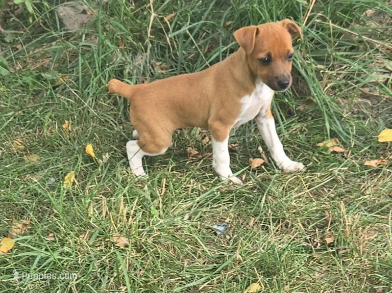 Rat Terrier  – Rat Terrier puppy for sale in Fairfield, IA