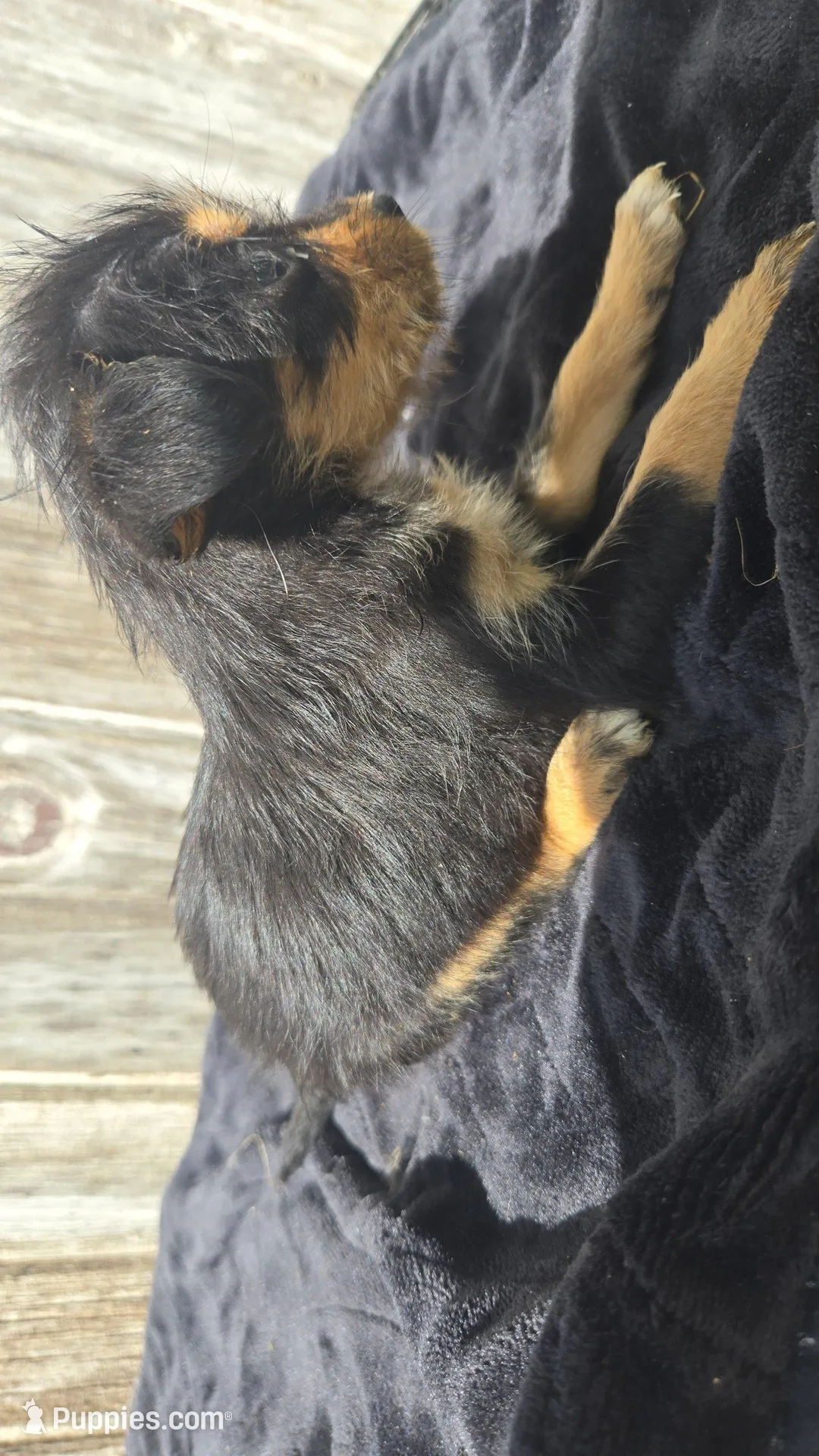 Pup, a male Chorkie for sale in Fairfield, IA – Photo 2 of 2