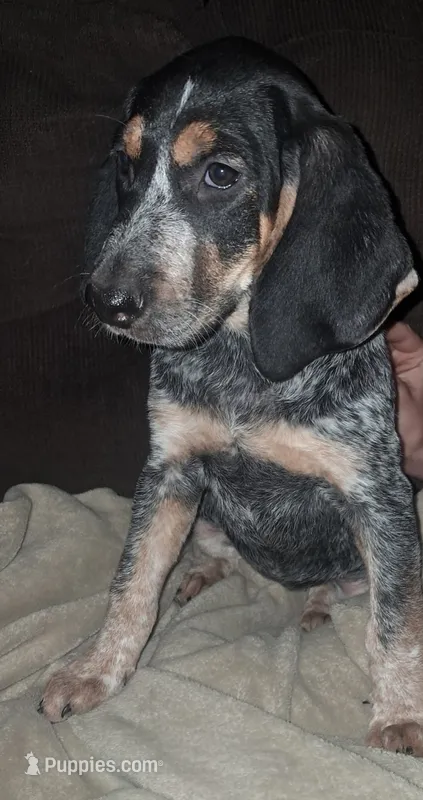 Dotty – Bluetick Coonhound puppy for sale in Fairfield, IA