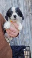 Pup, a male Chorkie for sale in Fairfield, IA – 3 of 3