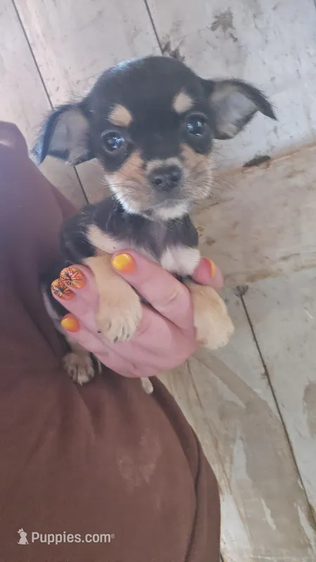 Pup – Chorkie puppy for sale in Fairfield, IA