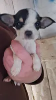 Pup, a male Chorkie for sale in Fairfield, IA – 2 of 3