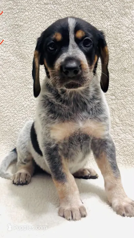 Dotty – Bluetick Coonhound puppy for sale in Fairfield, IA