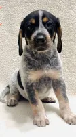 Dotty, a female Bluetick Coonhound for sale in Fairfield, IA – 1 of 1