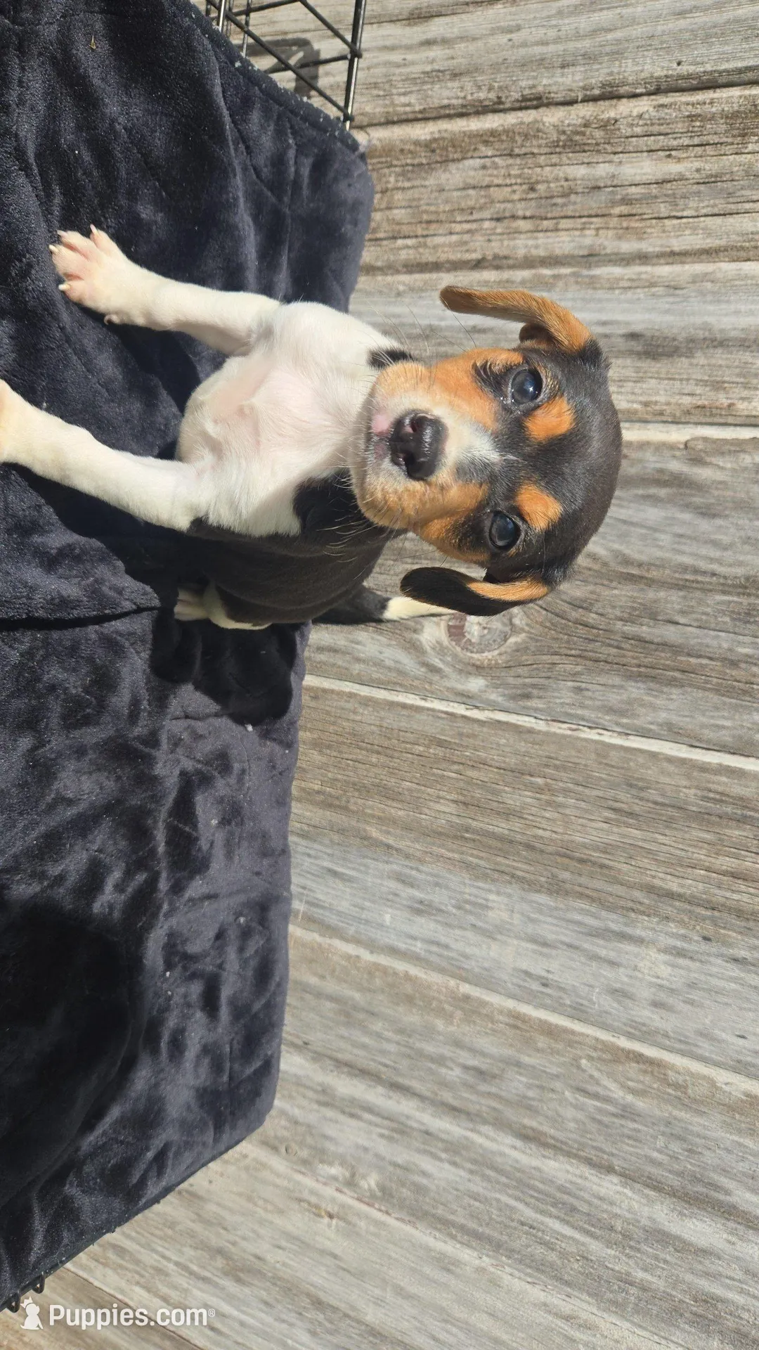 Boy, a male Rat Terrier and Beagle for sale in Fairfield, IA – Photo 2 of 2