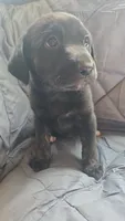 Willow , a female Catahoula Leopard Dog and Labrador Retriever for sale in Fairfield, IA – 5 of 5