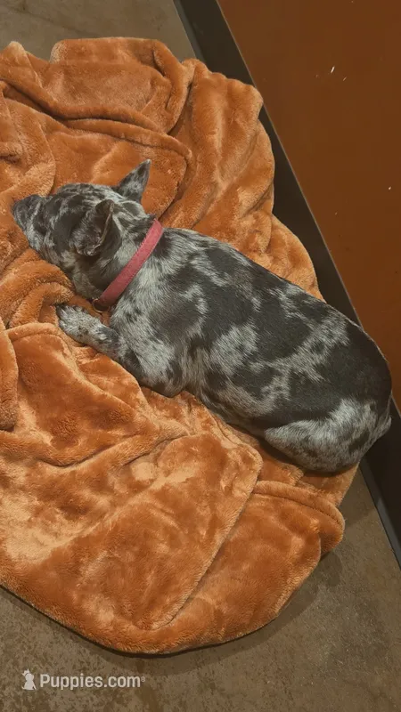 Luna  – French Bulldog puppy for sale in Fairfield, IA