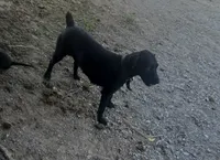 Pups3, a female Patterdale Terrier for sale in Fairfield, IA – 1 of 3
