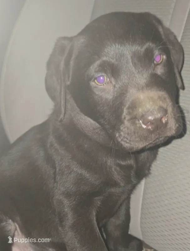 Moose  – Labrador Retriever puppy for sale in Fairfield, IA