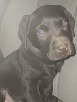 Moose , a male Labrador Retriever for sale in Fairfield, IA – 1 of 1