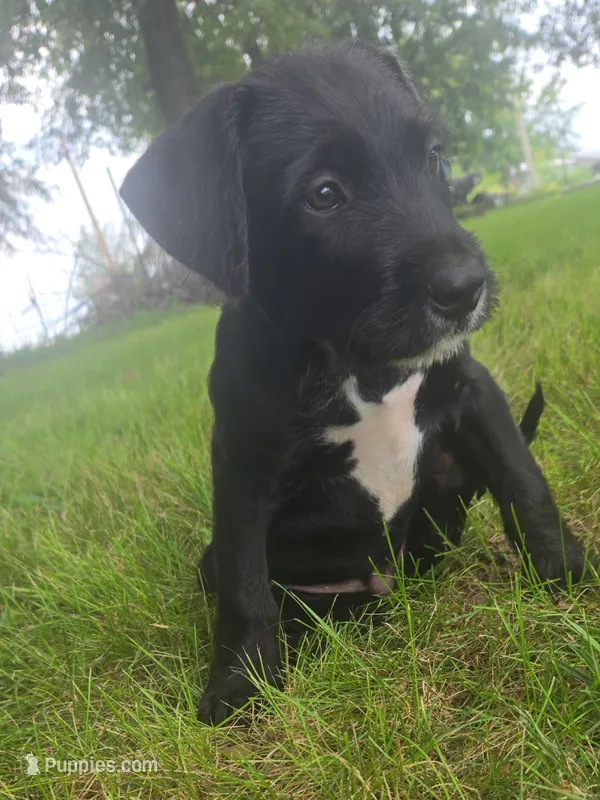 Boy1 – Labradoodle puppy for sale in Fairfield, IA