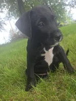 Boy1, a male Labradoodle for sale in Fairfield, IA – 1 of 5
