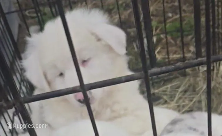 Pups – Australian Shepherd puppy for sale in Fairfield, IA