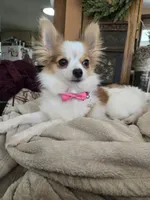 Mini, a female Chihuahua and Pomeranian for sale in Fairfield, IA – 3 of 4