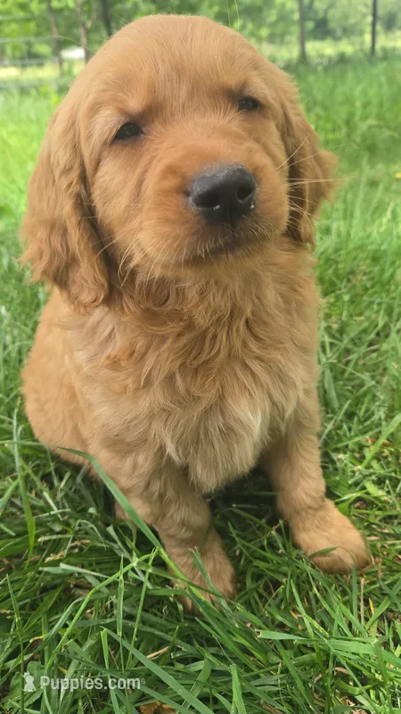Sweets – Golden Mountain Dog puppy for sale in Fairfield, IA
