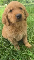 Sweets, a male Golden Mountain Dog for sale in Fairfield, IA – 1 of 6