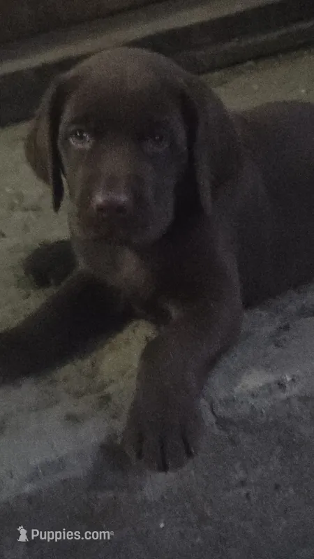 Moose  – Labrador Retriever puppy for sale in Fairfield, IA