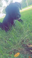 Boy1, a male Labradoodle for sale in Fairfield, IA – 5 of 5
