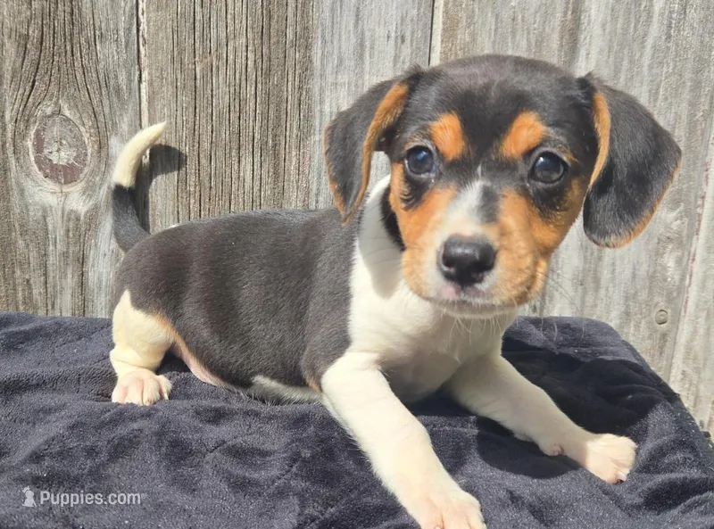 Boy – Rat Terrier, Beagle puppy for sale in Fairfield, IA