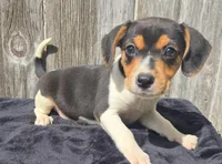 Boy, a male Rat Terrier and Beagle for sale in Fairfield, IA – Photo 1 of 2