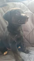 Willow , a female Catahoula Leopard Dog and Labrador Retriever for sale in Fairfield, IA – 4 of 5