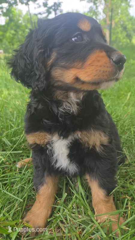 Girl – Golden Mountain Dog puppy for sale in Fairfield, IA