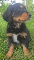Girl, a female Golden Mountain Dog for sale in Fairfield, IA – 1 of 6