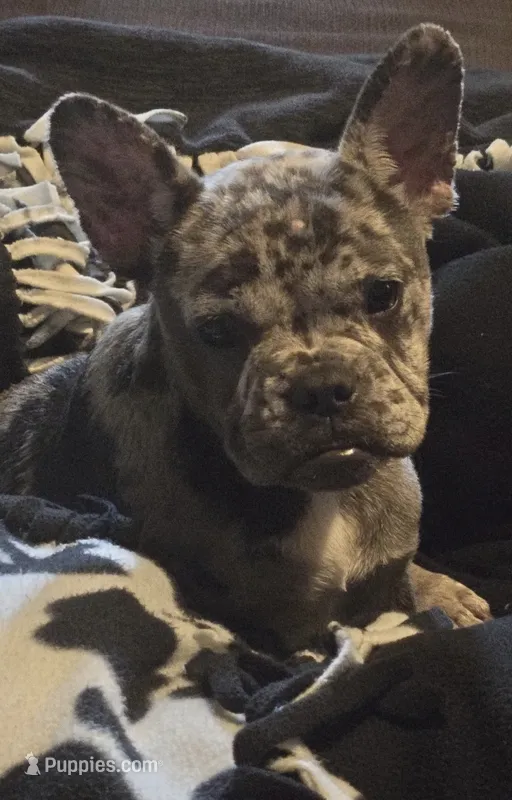 Luna – French Bulldog puppy for sale in Fairfield, IA