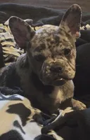Luna, a female French Bulldog for sale in Fairfield, IA – 1 of 5