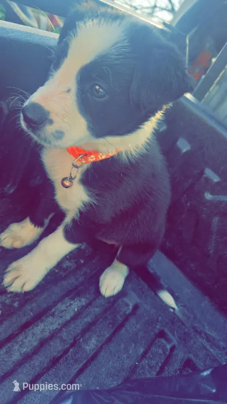 Pups3 – Border Collie, Miniature Australian Shepherd puppy for sale in Fairfield, IA