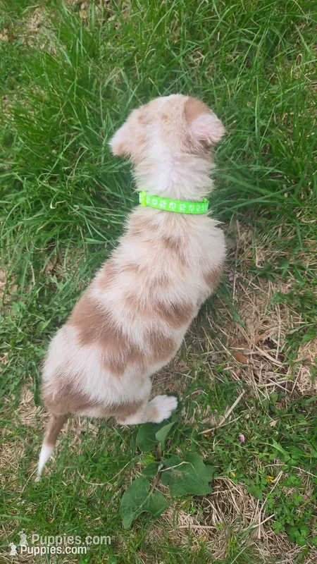 Pups3 – Border Collie, Miniature Australian Shepherd puppy for sale in Fairfield, IA